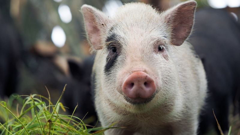 Giá heo hơi hôm nay 10/10 tại miền Bắc