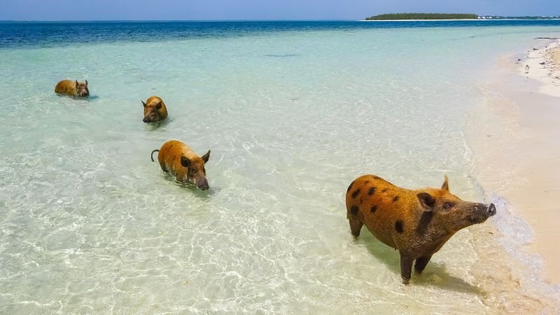 Giá heo hơi hôm nay 10/10 tại miền Trung, Tây Nguyên