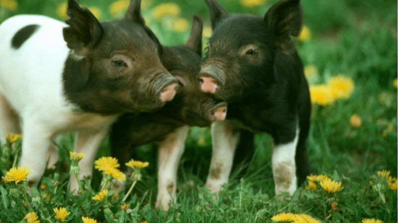 Giá heo hơi hôm nay 10/10 tại miền Nam