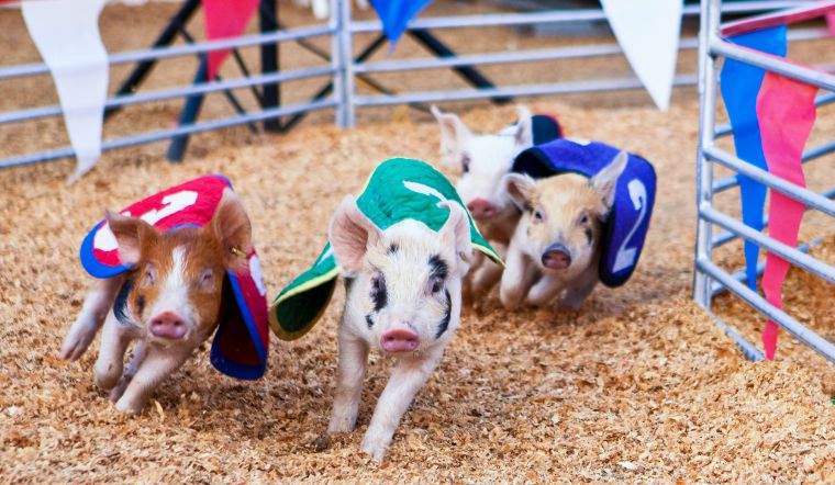 Giá heo hơi hôm nay 10/10/2022: Đồng loạt đi ngang