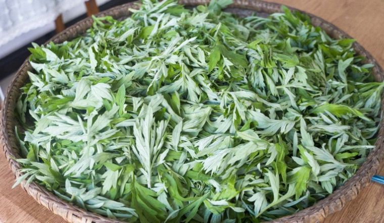 Mẹo bảo quản rau ngải cứu đơn giản, để cả năm không hỏng