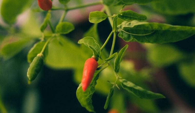 Giá ớt hôm nay 10/10/2022: Giá trên cả nước giảm 2000 đồng