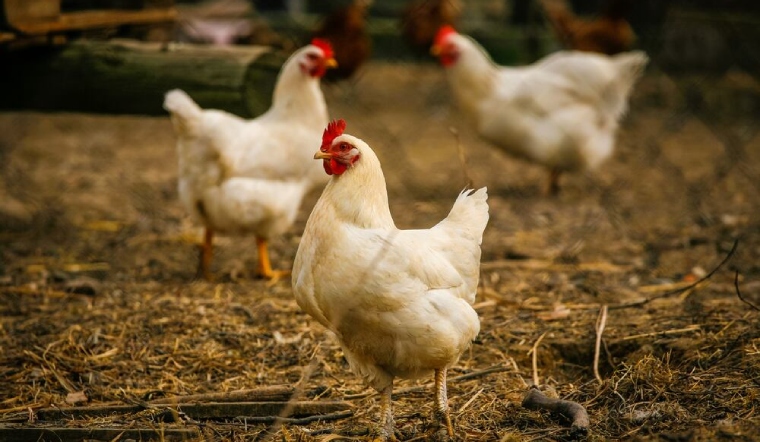 Giá gia cầm hôm nay 11/10/2022: Thêm 1 ngày giá bán bình ổn