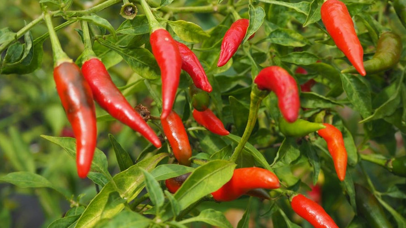 Giá ớt hôm nay 11/10/2022 mới nhất