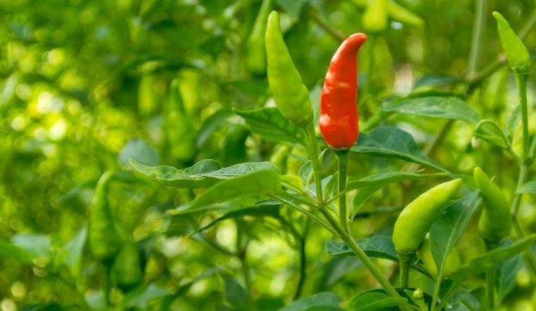 Giá ớt hôm nay 11/10/2022: Thị trường giảm 1000 - 2000 đồng