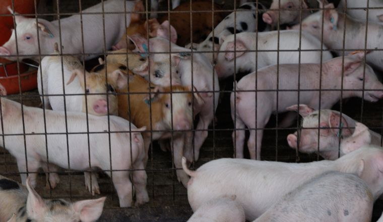 Giá heo hơi hôm nay 12/10/2022: Tăng giảm trái chiều 1.000 - 2.000 đồng/kg