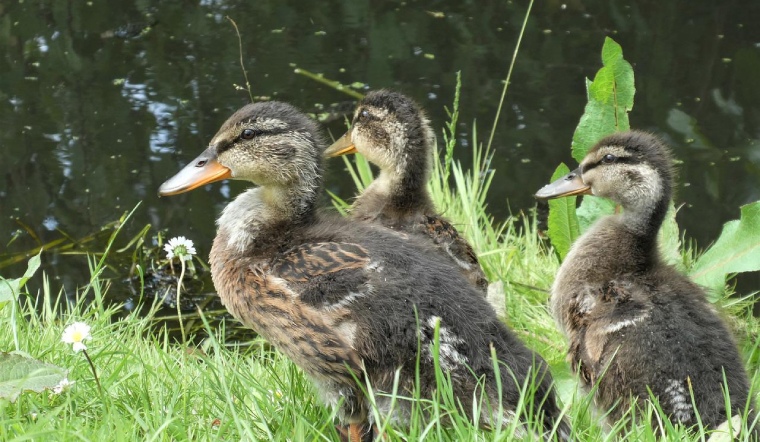 Giá gia cầm hôm nay 12/10/2022: Tiếp tục đà đi ngang