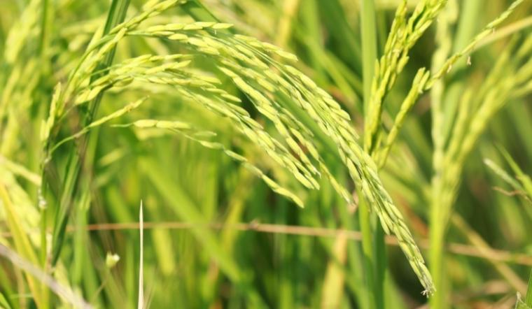 Giá lúa gạo hôm nay 12/10/2022: Duy trì ở mức ổn định