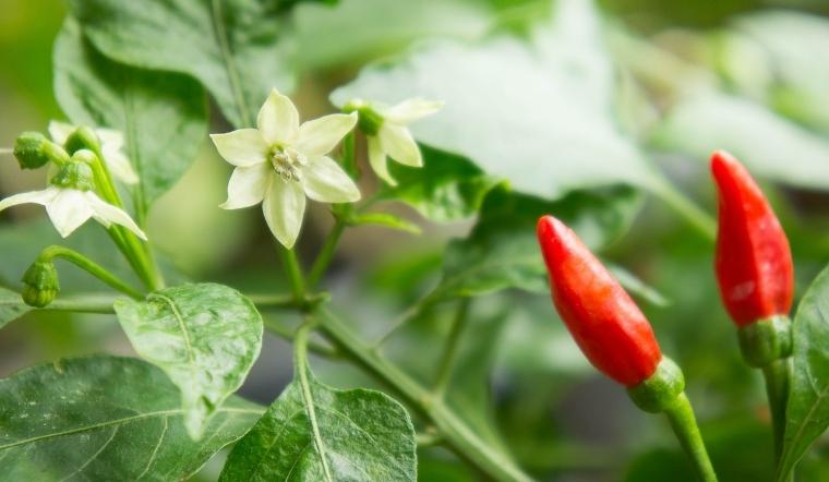 Giá ớt hôm nay 12/10/2022: Giá ớt có sự biến động nhẹ