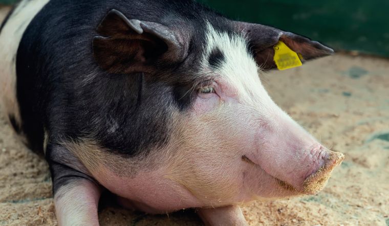 Giá heo hơi hôm nay 13/10/2022: Điều chỉnh tăng 1.000 đồng/kg