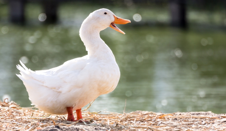 Giá gia cầm hôm nay 13/10/2022: Gà Minh Dư và vịt có nhiều thay đổi mới