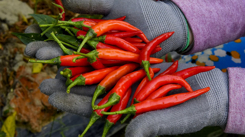 Giá ớt hôm nay 13/10/2022 mới nhất Giá ớt hôm nay 13/10/2022 mới nhất