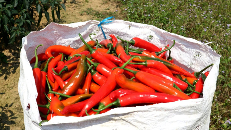 Giá ớt hôm nay 13/10/2022 mới nhất Giá ớt hôm nay 13/10/2022 mới nhất