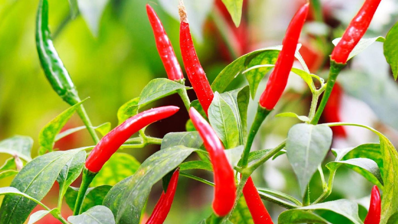 Giá ớt hôm nay 13/10/2022 mới nhất Giá ớt hôm nay 13/10/2022 mới nhất