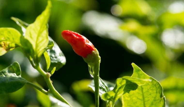 Giá ớt hôm nay 13/10/2022: Tiếp tục tăng mạnh