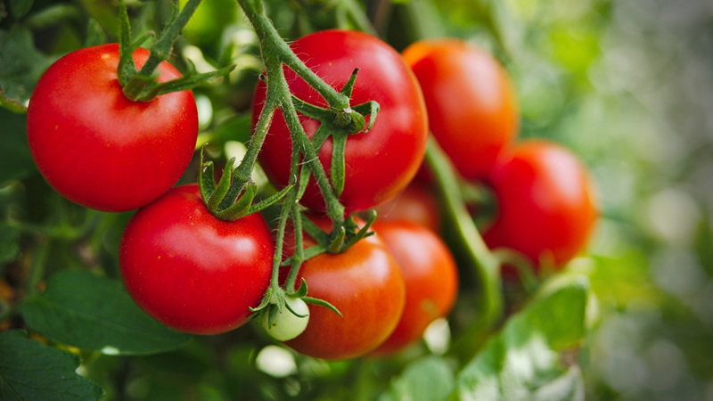 Cà chua giúp giảm nguy cơ tim mạch