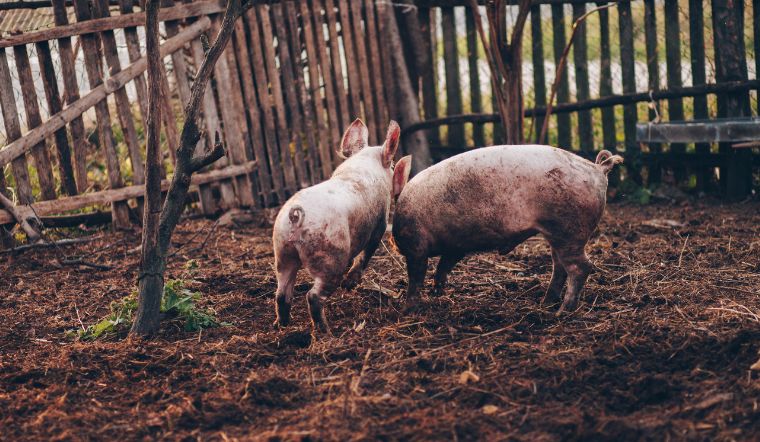 Giá heo hơi hôm nay 14/10/2022: Giảm từ 1.000 đồng/kg đến 3.000 đồng/kg