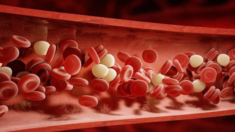 Công năng bổ huyết giúp mạch máu lưu thông tốt.