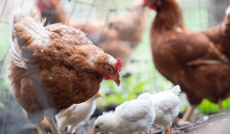 Giá gia cầm hôm nay 15/10/2022: Ngày cuối tuần ổn định