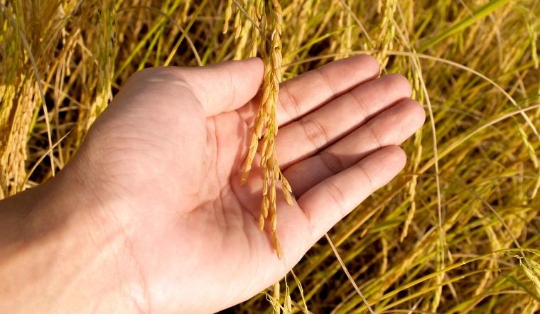 Giá lúa gạo hôm nay 15/10/2022: Đi ngang trong ngày cuối tuần