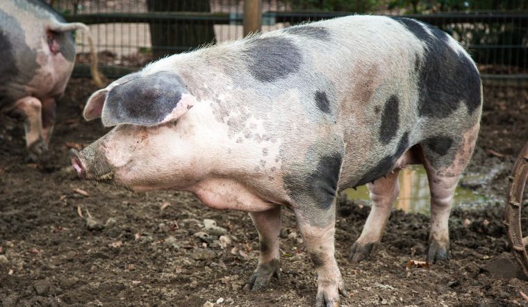 Giá heo hơi hôm nay 15/10/2022: Biến động trái chiều ở một số tỉnh miền Nam