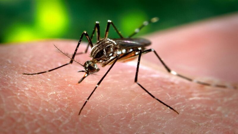 11 cách phòng chống bệnh sốt xuất huyết vào mùa mưa không thể bỏ qua