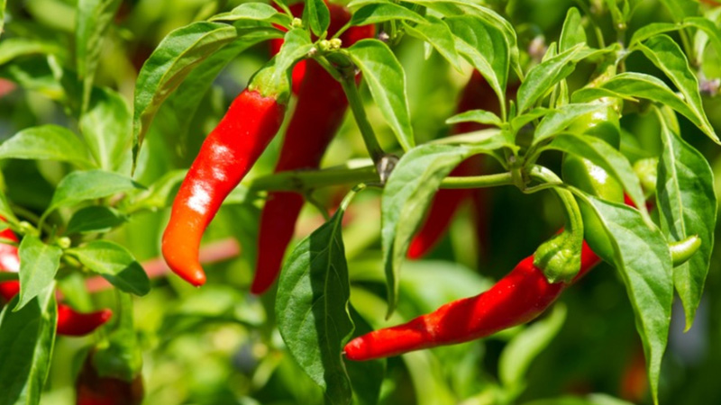 Giá ớt hôm nay 15/10/2022 mới nhất