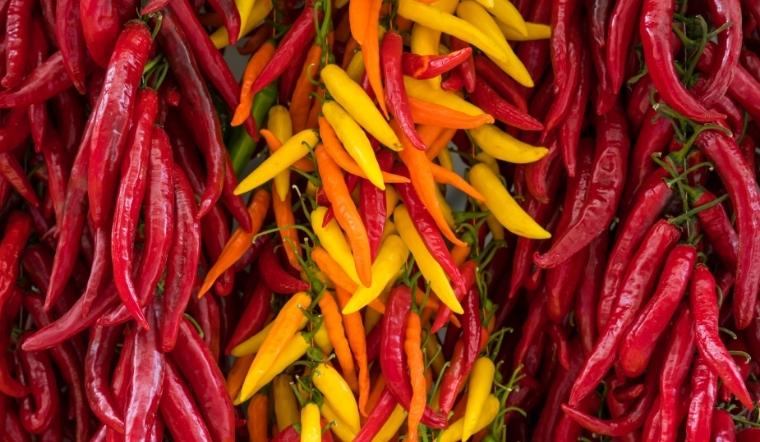 Giá ớt hôm nay 15/10/2022: Giá ớt cả nước tăng nhẹ 