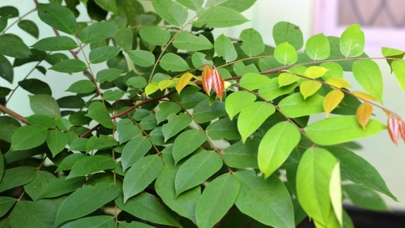 Khaki leaves help to effectively treat acne