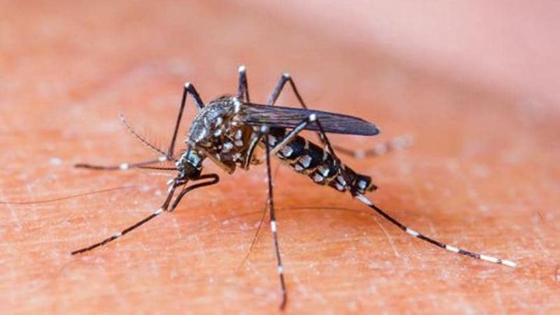 Virus HIV không thể sông trong cơ thể muỗi cũng như các côn trùng khác