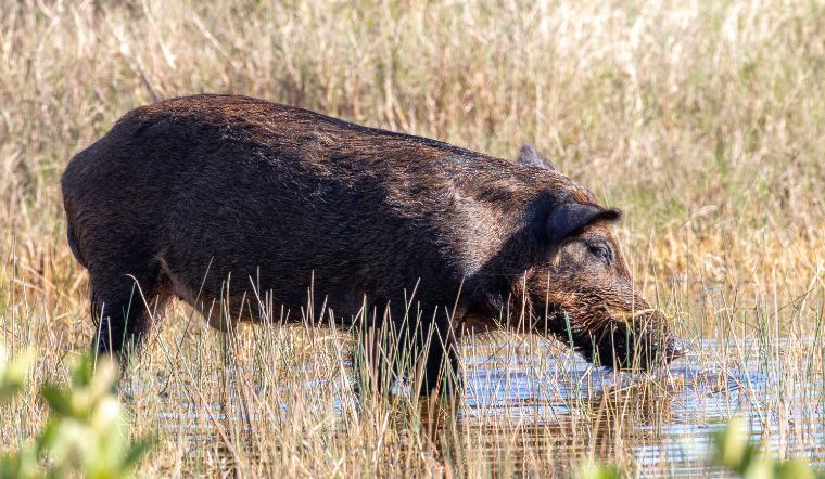 Giá heo hơi hôm nay 17/10/2022: Giữ nguyên không đổi