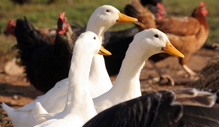 Giá gia cầm hôm nay 17/10/2022: Giá gà Ri tại Nghệ An giảm