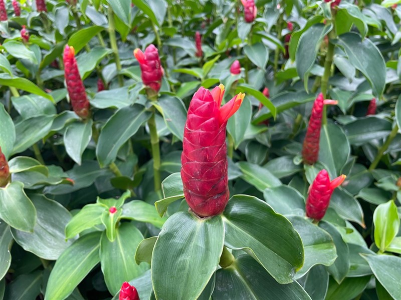 Đánh giá iPhone 12 sau 2 năm Đánh giá iPhone 12 sau 2 năm