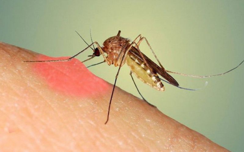 Góc giải đáp: Bị muỗi đốt và ăn chung có làm lây truyền HIV không?