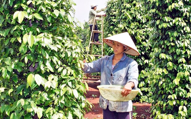 Giá tiêu thế giới