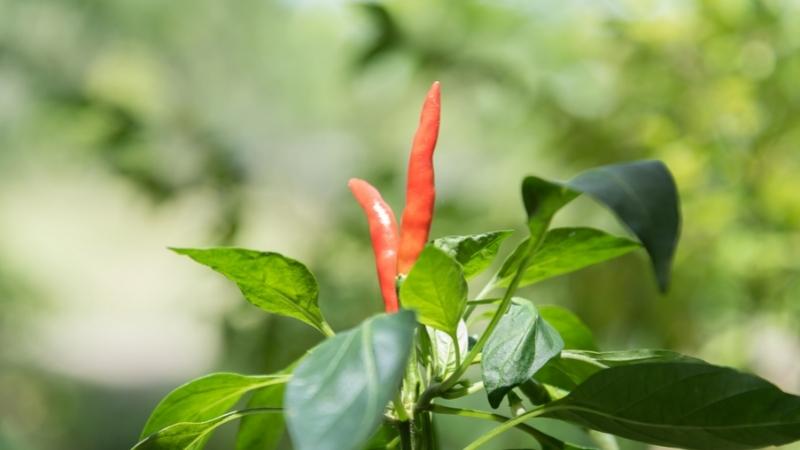 Giá ớt hôm nay 17/10/2022 mới nhất