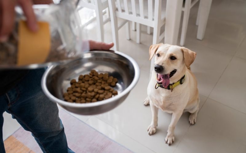 Bát đựng thức ăn cho chó