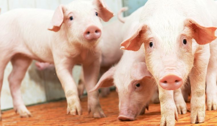 Giá heo hơi hôm nay 18/10/2022: Tăng giảm trong khoảng 1.000 - 3.000 đồng/kg