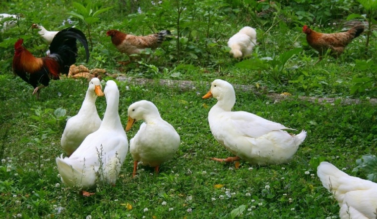 Giá gia cầm hôm nay 18/10/2022: Không có thay đổi mới