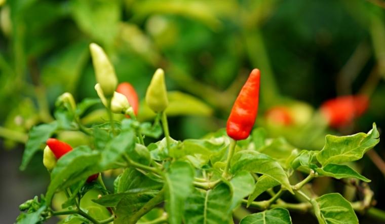 Giá ớt hôm nay 18/10/2022: Giá ớt các loại tăng mạnh