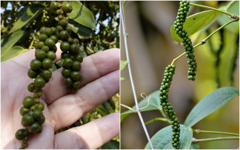 Giá tiêu hôm nay 19/10/2022 trong nước
