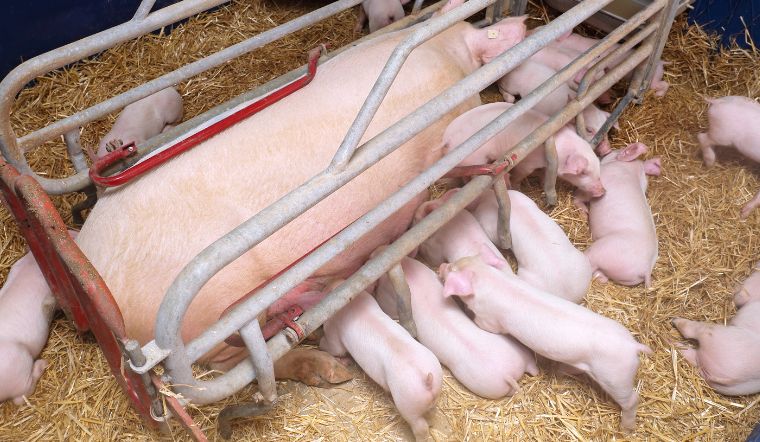 Giá heo hơi hôm nay 19/10/2022: Tăng cao nhất 3.000 đồng/kg