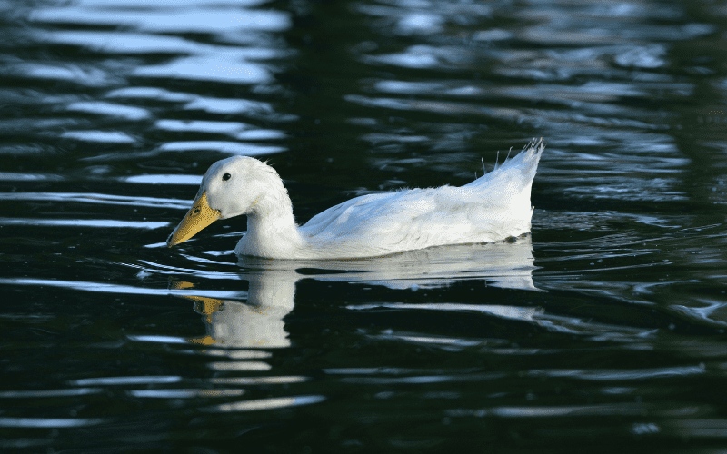 Giá vịt hôm nay 19/10