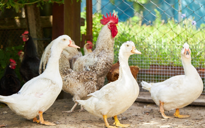 Giá gia cầm hôm nay 19/10/2022: Thêm một ngày giá bán bình ổn