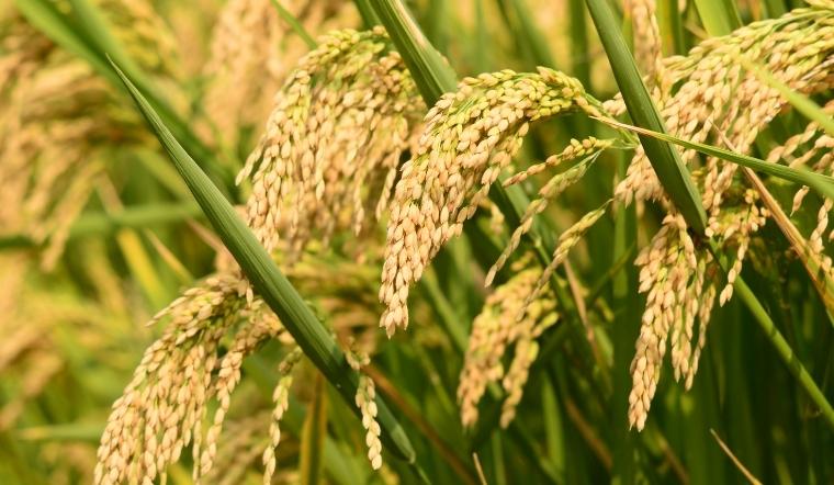 Giá lúa gạo hôm nay 19/10/2022: Lúa OM 5451 tăng 100 đồng/kg