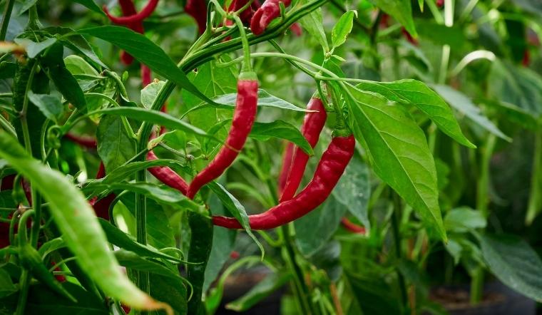 Giá ớt hôm nay 19/10/2022: Thị trường cả nước đi ngang giá