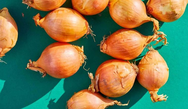 Bà bầu có nên ăn hành tây không? Lưu ý khi bà bầu ăn hành tây 