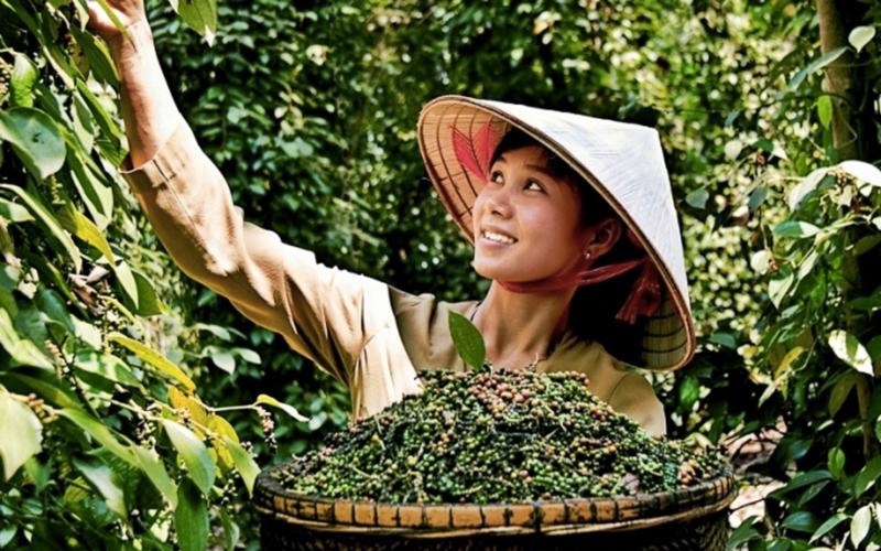 Giá tiêu thế giới