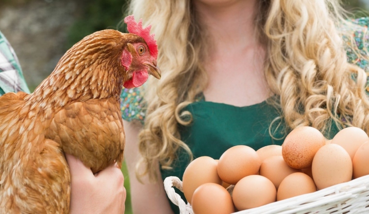 Giá gia cầm hôm nay 20/10/2022: Gà Minh Dư và vịt nhiều biến động