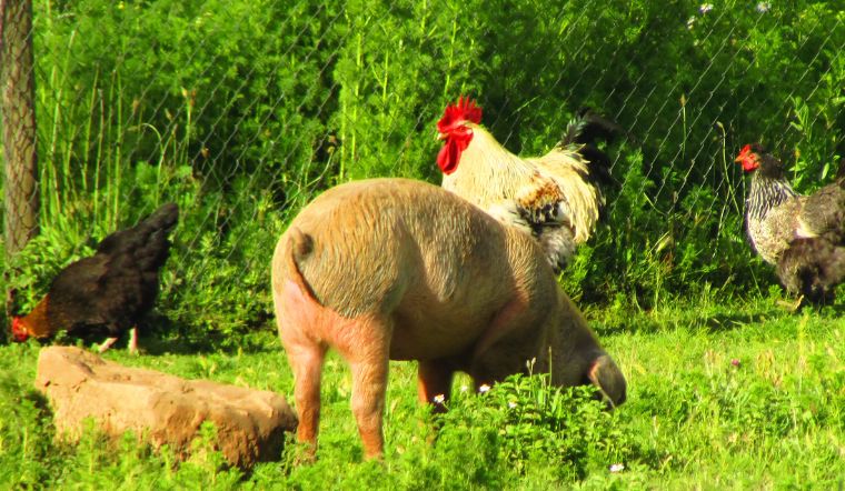 Giá heo hơi hôm nay 20/10/2022: Các tỉnh thành khu vực phía Nam biến động